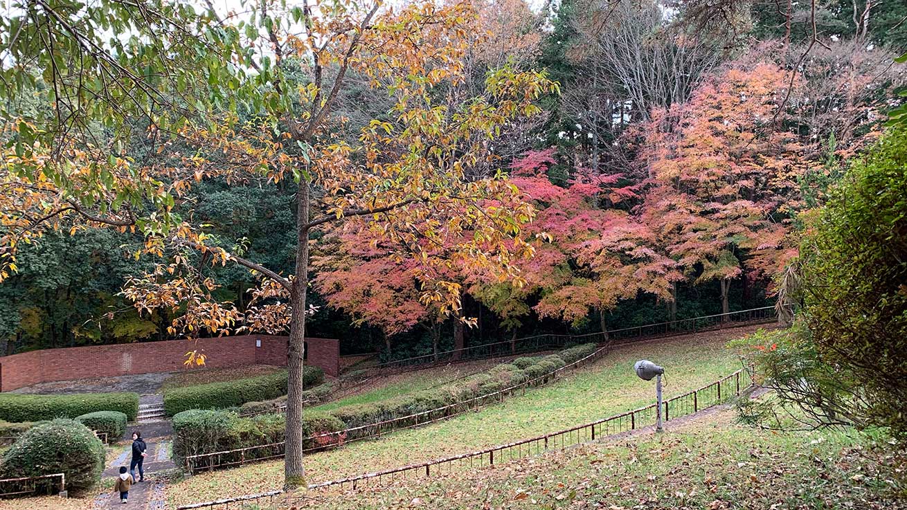 cokoguri - Dainahara Shinrin Koen - Fall Foliage